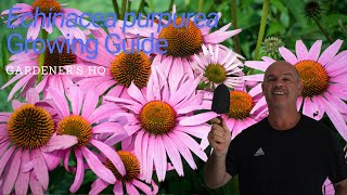 Echinacea purpurea Growing Guide Purple Coneflower by Gardeners HQ [upl. by Fraya22]