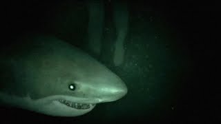 7 Most Disturbing SEA Encounters Caught On Camera [upl. by Jan]