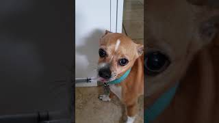 How to treat a Diabetic dog with low blood sugarHypoglycemia in my Chihuahua 😞 [upl. by Marmawke497]