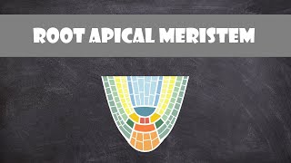 Root Apical Meristem Structure  Plant Biology [upl. by Itteb]