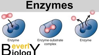 Enzymes and Catalysts [upl. by Suckow]