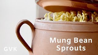 Mung Bean Sprouts [upl. by Maddie650]