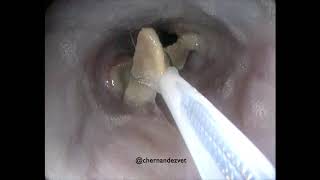 Endoscopic retrieval of chicken bone from oesophagus in a dog [upl. by Ivetts]