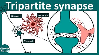 Tripartite synapse  Role of astrocytes  gliotransmitters  Neurology  USMLE step 1 [upl. by Gnilrits]