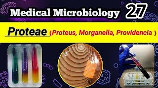 Proteus Morganella Providencia Proteae group شرح بالعربي [upl. by Aerdua]