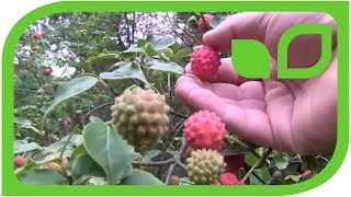 Leuchtend rote Früchte im Schattengarten  Cornus kousa [upl. by Nidnerb]