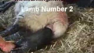 An Assisted Lambing by farmingfriendswmv [upl. by Noynek]