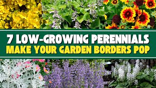 7 LowGrowing Perennials That Will Make Your Garden Borders Pop 🌺💥 [upl. by Ecirtaemed]