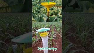 pheromone Trap  कीटक सापळा  Agri video  नैसर्गिक कीटकनाशक [upl. by Latsirc]