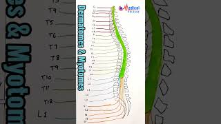 dermatomes amp myotomes  by dr nida ilahi shorts education [upl. by Ecallaw]