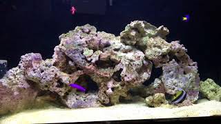 50 Gallon FOWLR Saltwater Aquarium in Office [upl. by Clie]