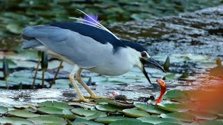 The gold fishes disappearing mystery solved  Blackcrowned night heron  תעלומת העלמות דגי הזהב [upl. by Anauqal]