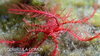 Feather Star quotAntedon Bifidaquot  Diving Tenerife  Underwater Canaries [upl. by Ahsinaw392]