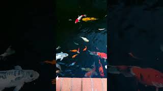 carpas koi coloridas countrymusic fish fishing [upl. by Iorgo]