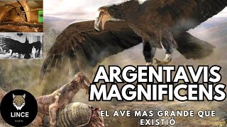 Argentavis magnificens EL AVE GIGANTE de los cielos argentinos gigante préhistória prehistoric [upl. by Yoko]