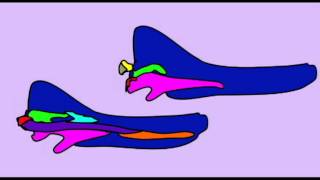 PL3MAMMALIAN JAW EVOLUTION [upl. by Atika]