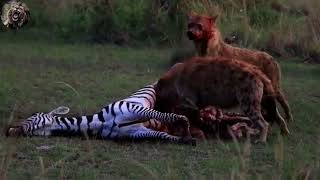 Hyena eating Zebra Alive [upl. by Gulick]