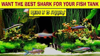 15 Best Freshwater Aquarium Sharks for All Tank Sizes  Mini Sharks  Lifespan and Care Level [upl. by Atinav921]