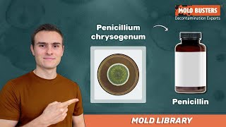 🦠 Penicillium chrysogenum  📚Mold Library  Mold Busters [upl. by Maibach786]