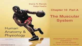 Anatomy and Physiology Chapter 10 Part A Lecture The Muscular System [upl. by Patrice280]