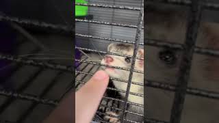 Ferrets like fingers PT 2 [upl. by Picardi928]