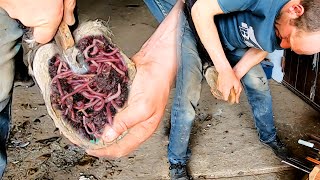 4K Video on Hoof Care Cleaning and Healing Injured Hooves [upl. by Humfrey]