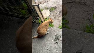 YUCK it’s a Hairball funny cat rescue [upl. by Ehrenberg]