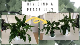 Peace Lily Propagation for Beginners [upl. by Nanaj]