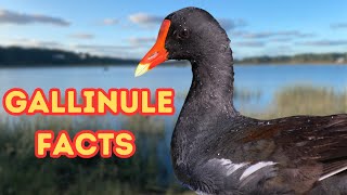 Discover the Common Gallinule 5 Intriguing Facts [upl. by Wilkens]