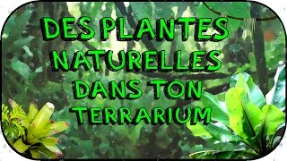 Guide  Terrarium tropical naturel [upl. by Hesper779]