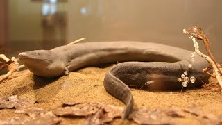 The Enigmatic TwoToed Amphiuma Secrets of the Aquatic Salamander [upl. by Locklin]