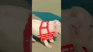 pure kohati gultair puppy available in peshawar dog center kohatigultair shorts video viral [upl. by Loats]