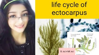 Life cycle of Ectocarpus algae Unilocular Sporangia Plurilocular Sporangia [upl. by Simson776]