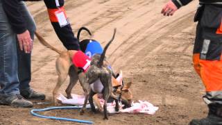 Whippet females racing world championships 792014 Tampere [upl. by Locke]