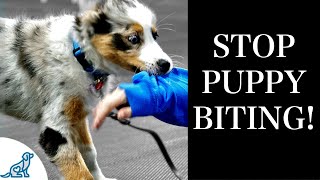 STOP Puppy Biting With These 7 Rules For Training [upl. by Nerb153]