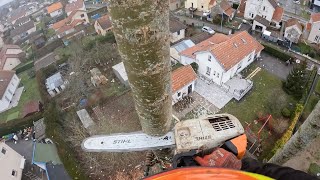 Démontage dun Peuplier 25M  STIHL MS 201 [upl. by Aitnic]