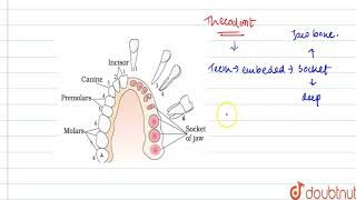 Explain the term thecodont and diphyodont [upl. by Dasa]