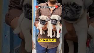 Pug puppies Available 🐶🔥☎️9964024982  bijapur vijaypur vijayapura puppies puppy dogs [upl. by Antipas]