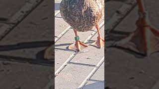 Kaczor Krzyżówka z obrączkami 🦆 duck kaczki ewak7702 [upl. by Akemot794]