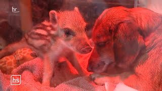 Dackeldame hat ein Herz für Wildschweinchen  hessenschau [upl. by Annabelle135]