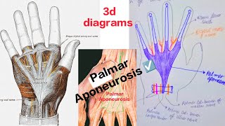 Palmar Aponeurosis and fibrous flexor sheath of finger simplified with 3d diagrams  Medical Medics [upl. by Denise]