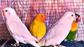 lovebirds singing in aviary SAaviary81 [upl. by Acined875]