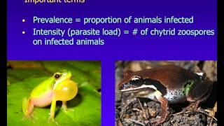 Chytrid Fungus SAVE THE FROGS Academy Class [upl. by Piers750]