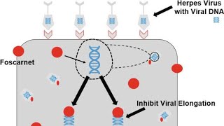 Pharmacology of Foscarnet  Clinical uses Antiviral activity Mechanism of action Side effects [upl. by Ozkum]