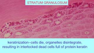 STRATUM GRANULOSUM OF EPIDERMIS [upl. by Hgielah]