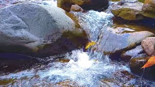 Relaxing Sound of Calm amp Gurgle Water Stream  Nature Sound for Reduces Stress amp Fast Sleep [upl. by Armin]