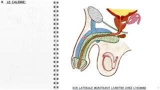 FMPM MOOCs Lurètre masculin  Pr El Amrani [upl. by Mecke]