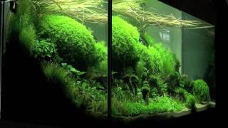 Aquascaping  Aquarium Ideas from The Art of the Planted Aquarium 2011 part 1 [upl. by Sachi]