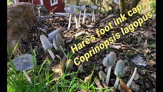 Time lapse Hares foot ink cap mushroom Coprinopsis Lagopus [upl. by Remot878]