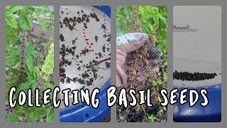 How to Collect Basil Seeds Easily  Grow Your Own Herbs shorts [upl. by Dittman184]